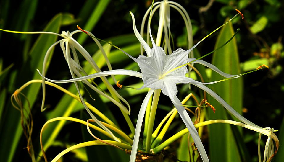 Spider Flower | Shutterbug